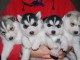 5 magnifiques chiots husky attendent d
