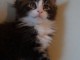 Cins chatons maine coon
