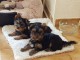 Chiots yorkshire terrier disponible pour adoption