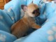 Chiot Chihuahua miniature à donner