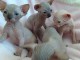 Sublimes Chatons Sphynx (Chats nus) Pure Race LOOF