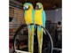 Extraordinaire Couple de Perroquets Aras Eam