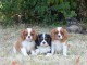 Adorables Chiots Cavalier King Charles Pure Race 