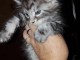 chatons maine coon pour adoption
