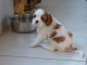A Donner chiot Cavalier king charles