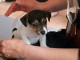 A DONNE CHIOT JACK RUSSELL 