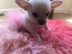 adorable chiots chihuahua pure race