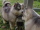 Adorables chiots husky