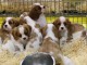 Chiots cavalier king charles