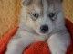  Chiots Siberian Husky aux yeux bleus