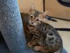 chatons bengal a donner