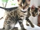 magnifiques chatons bengal a donner 