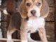 adorables chiots beagles a adopter