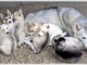 Superbes Chiots Siberian Husky Pure Race