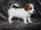 Magnifiques chiot Jack Russell terrier