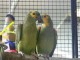 Jeune couple de perroquets amazone à front bleu 