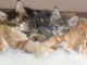  Sublimes Chatons Maine Coon Pure Race