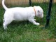 Chiot Bull terrier a donner 