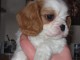 A donner chiot type cavalier king charles femelle