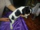 A donner chiot type cavalier king charles femelle
