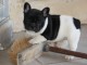 chiot bouledog a donner. email: