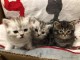 3 chatons persans fourbie