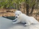 Don Magnifique chiot Husky sibérien blanc