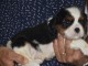 Nous donnons chiot Cavalier King Charles Spaniel