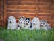 Magnifiques chiots Husky Sibérien