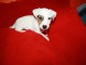 chiots jack russell disponible