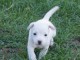 Chiot Jack Russell Terrier Femelle à donner