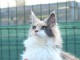 Chatons Maine Coon urgent