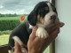 Chiot Beagle de 3 mois