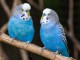  Perroquet ara bleu et budgie