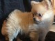 Chiots Chihuahua poils long disponible