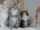 Adorables Chatons maine coon
