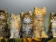 Adorables Chatons maine coon