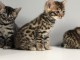 CHATONS BENGAL POUR L