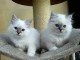 Magnifiques chatons Sacré de Birmanie