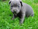 bébé chiot staffordshire bul terrier