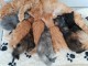 Chatons Race Pure Maine Coon LOOF disponible