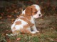 Chiot Cavalier King Charles non lof A DONNER URGENT