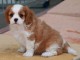 Adorable chiot cavalier king charles à donner