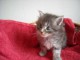 magnfiques chatons maine coon a reserve