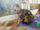 Deux chatons British Shorthair tigrés en adoption 