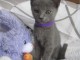 Chatons Chartreux  donner