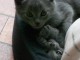 Chatons chartreux gris 
