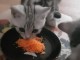 Deux chatons British shorthair en adoption