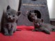 Donne superbes Chatons Chartreux 