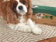 chiots cavalier king charles disponible